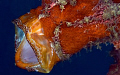   Red frog fish huge mouth  
